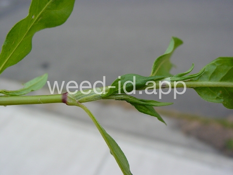 smartweed, pale